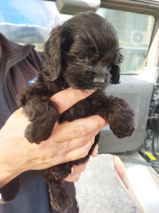 Продам мини кокер спаниель