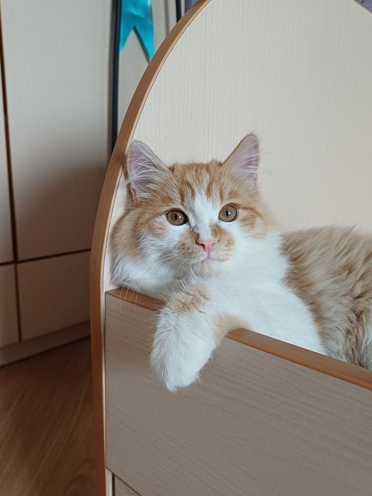 Персональное солнышко в дом (котёнок Лучик Солнышкин)