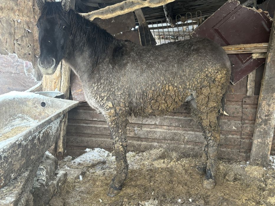 Тай сатылады соғымға