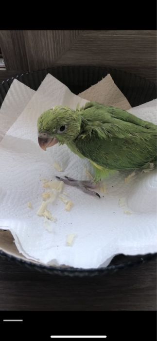 Попугай Ожирела