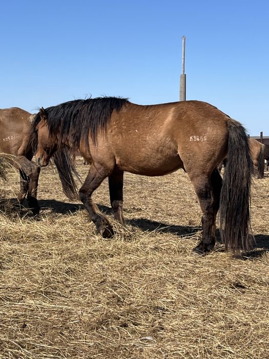 Продается жеребец