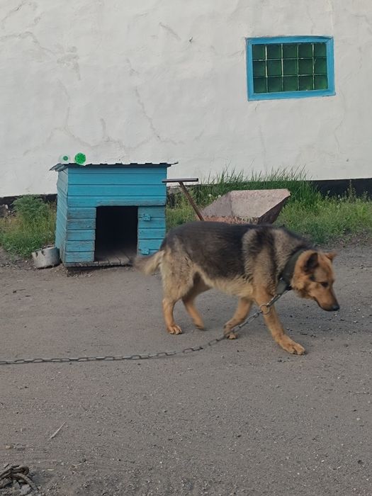 Немецкая овчарка Бесплатно