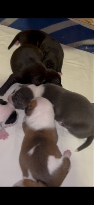 Pui metis tip amstaff