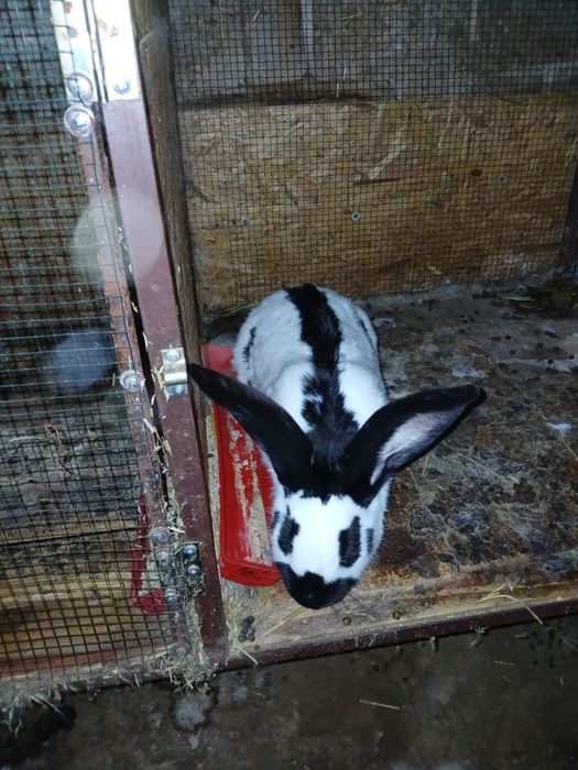 Iepuri de vinzare uriaș german și fluture