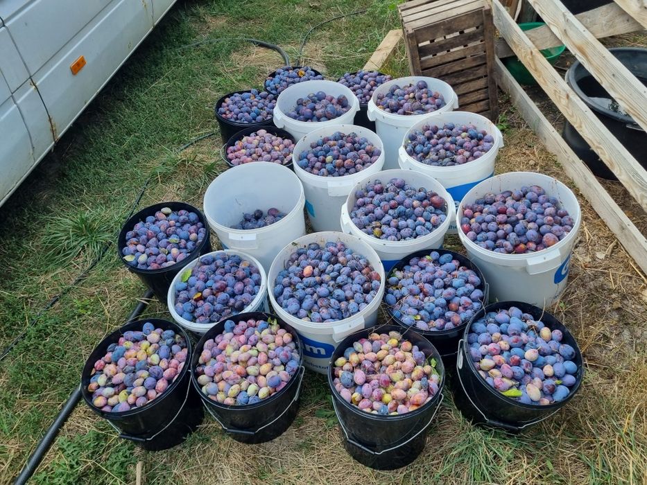 Prune pentru tuica Bio / nestropite