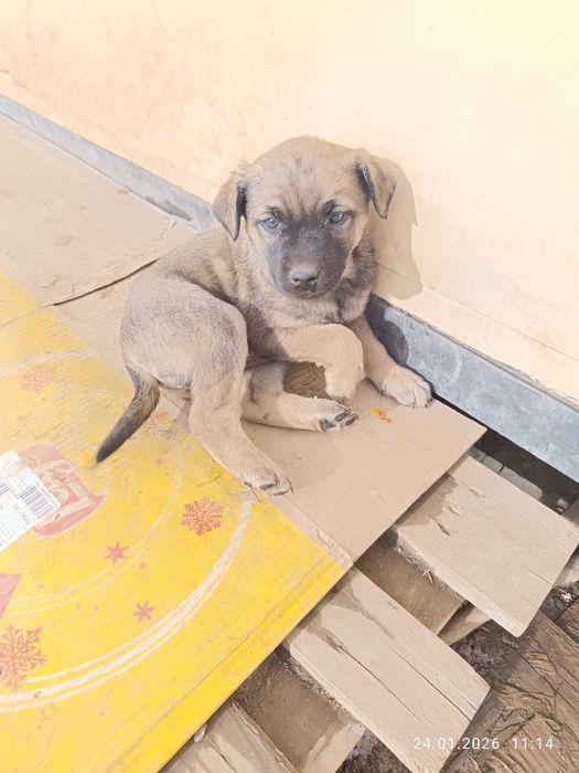 Отдам щенков даром