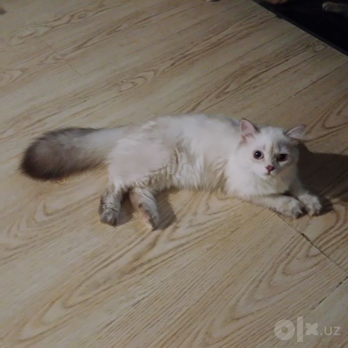 Роскошные Котята  колор Поинт Скоттиш Страйт мальчики
