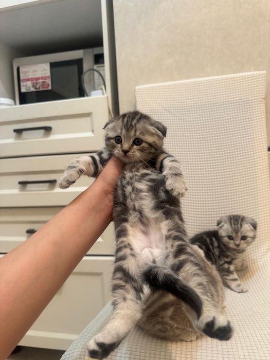 Шотландские вислоухие котята!