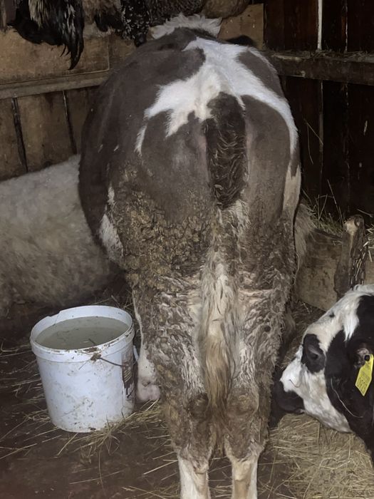 Vitica de vanzare 8 luni