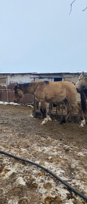 Еркек 3 жабағы 265000 нан