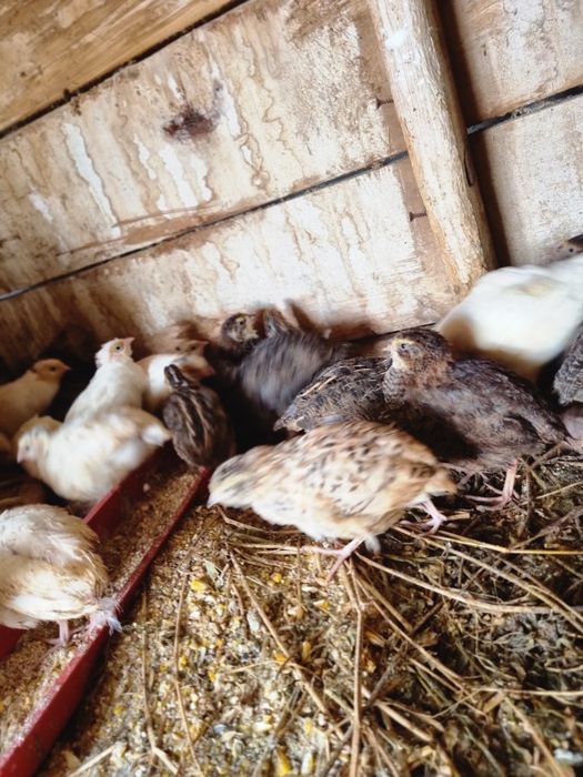 Se vând prepelite tinere și crescute natural