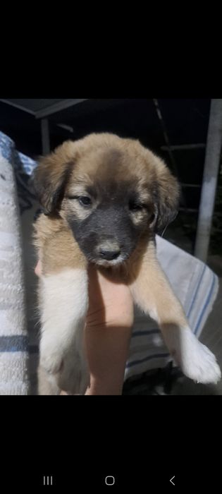 Щенки , күшік бар 1.2 месяцев