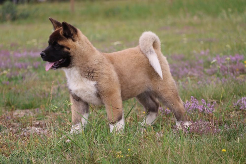 Femela akita american