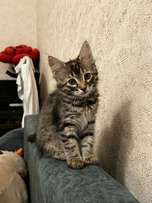 котенка 2 девочки