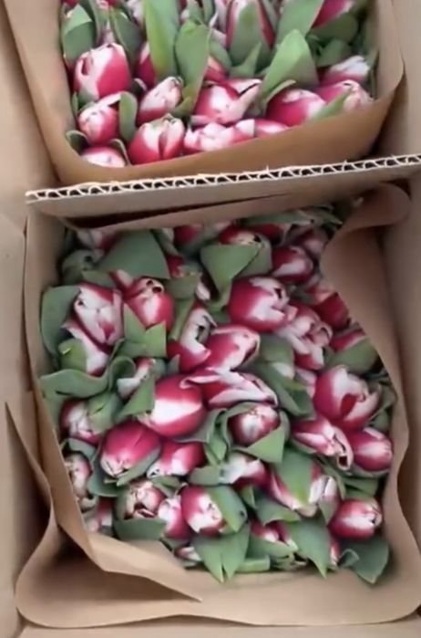 Тюльпаны в 8 Марта