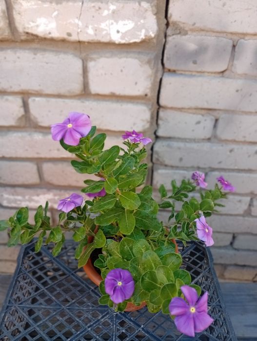 Катарантус продам