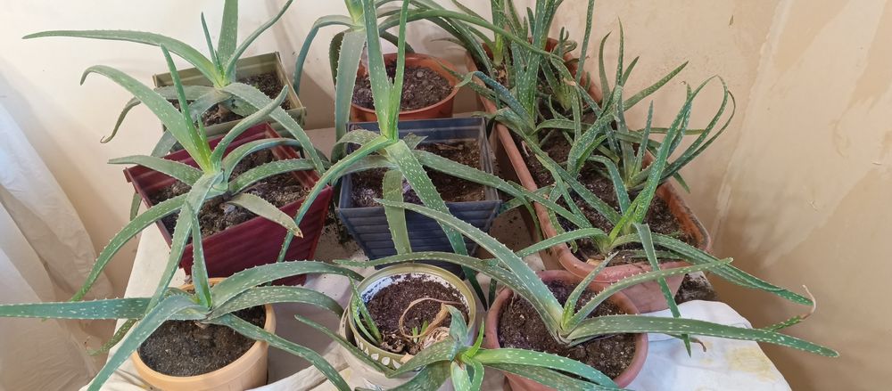 Продам цветы комнатные