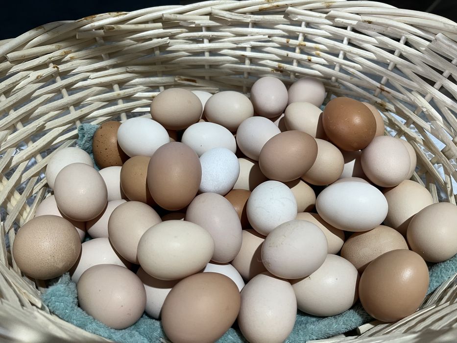 Продам домашние яйца