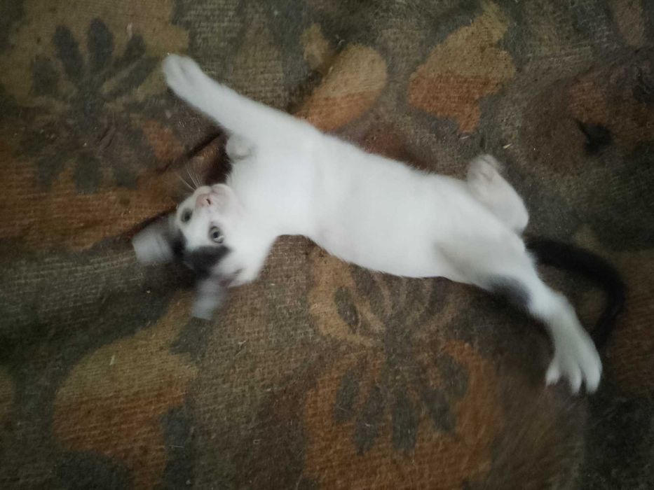 Подарявам котенца