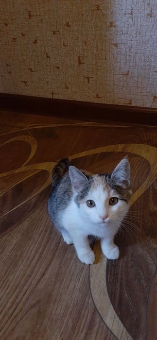 Лилу ищет новый дом!