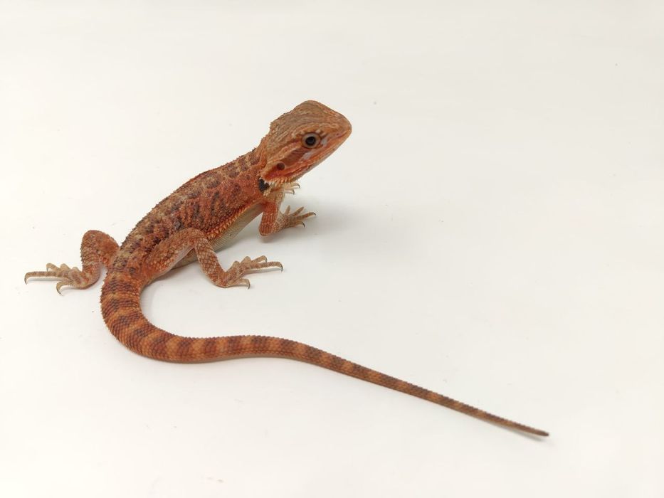 Червена Брадата Агама / Red Pogona vitticeps