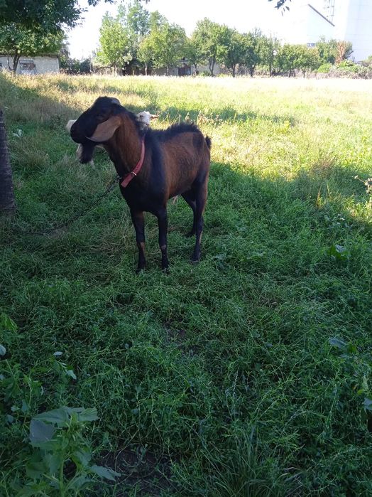 Țap anglonubian metis cu alpin francez