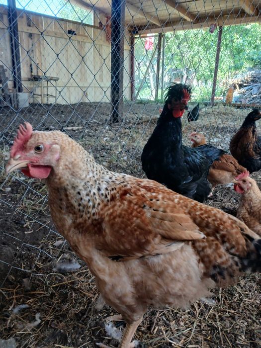 Pui de casa, Cocoșei Brahma, pui kabir, perfecti de taiat sau tinut