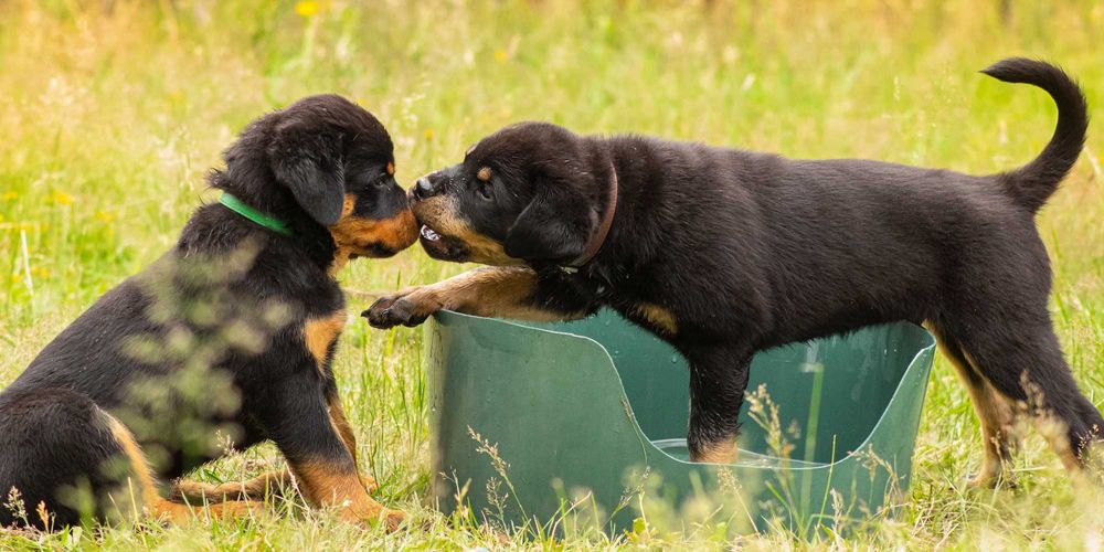 Ротвейлеры от лучшего питомника элиты Евразии - зайдите и убедитесь