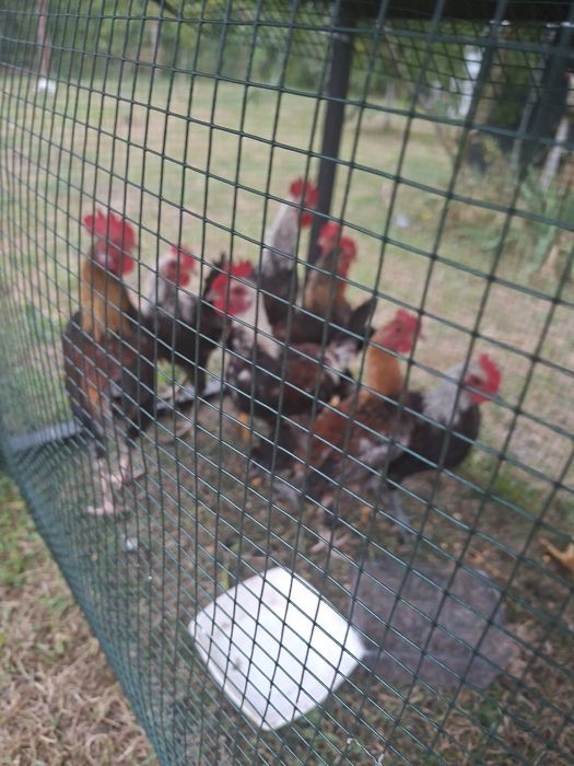 Cocosi riki pui din primavara