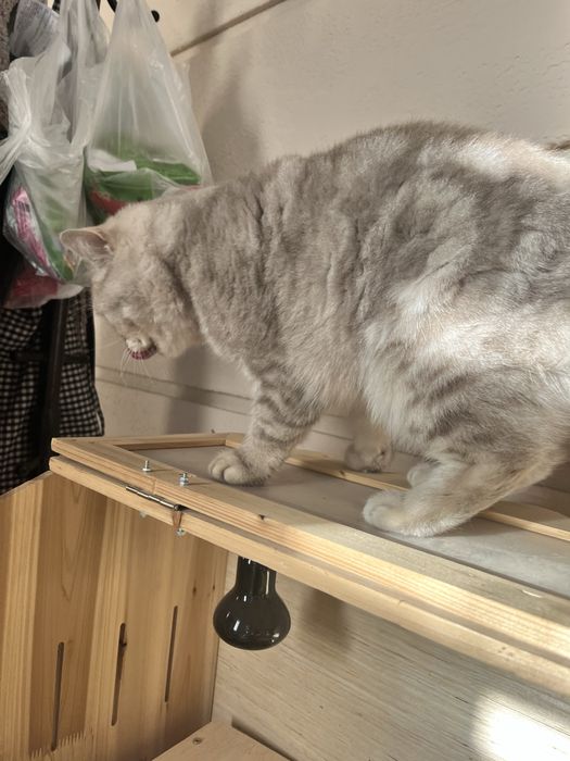 Отдам кошку в добрые руки