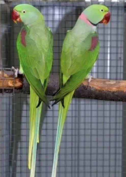 Продаётся птенец Александрийского прауная.