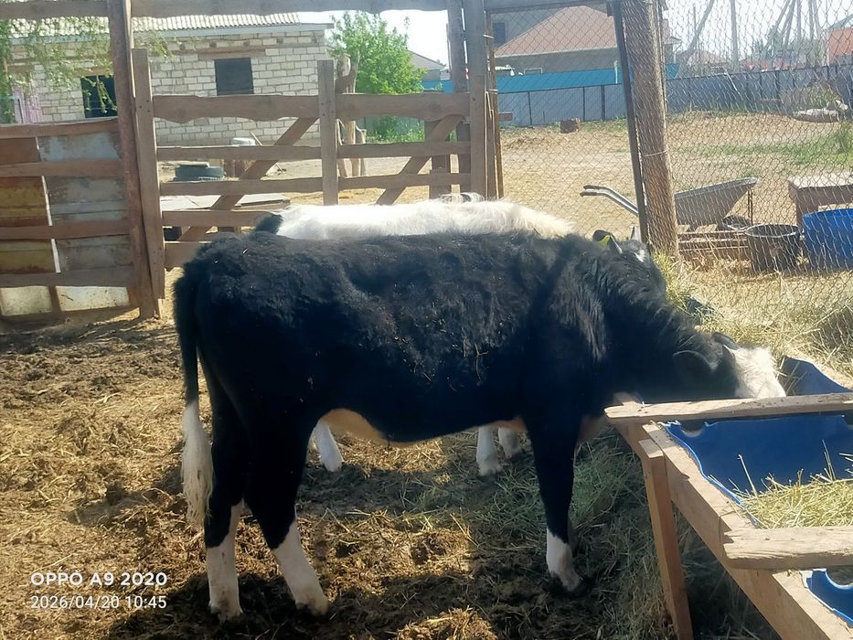 Баспактар сатылады