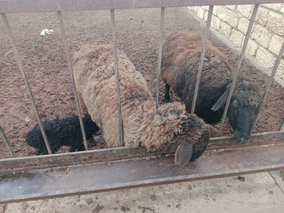 Қозылы қойлар сатылады семіз