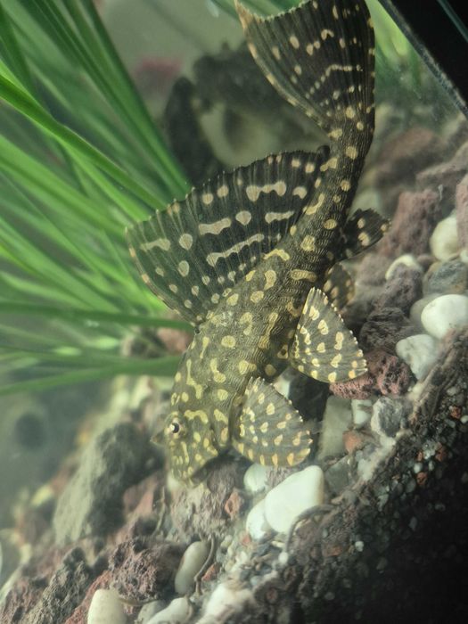 Vând Gibbiceps Pleco   12-14 cm