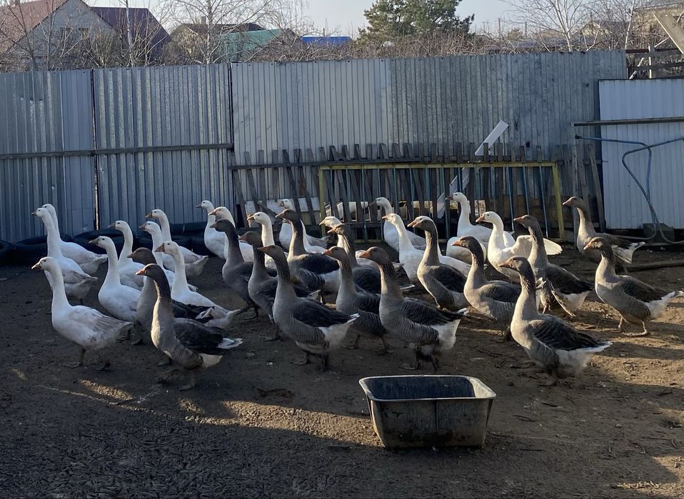 Продается гуси живьем