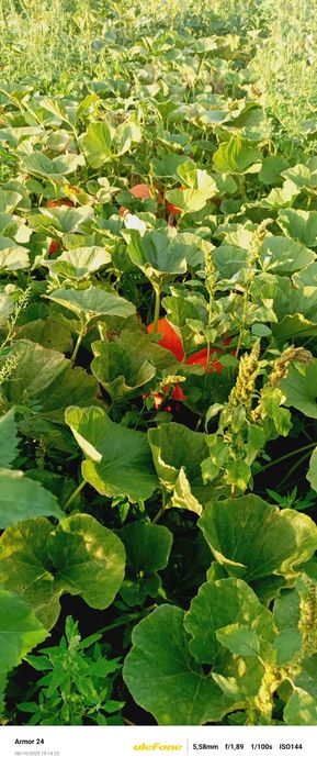 Продам тыкву с огорода