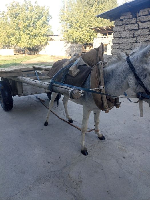 Telkin pornosini onlayn tomosha qiling