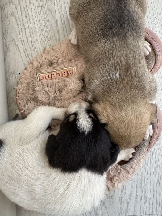 На улицу выкинули новорожденных щенков