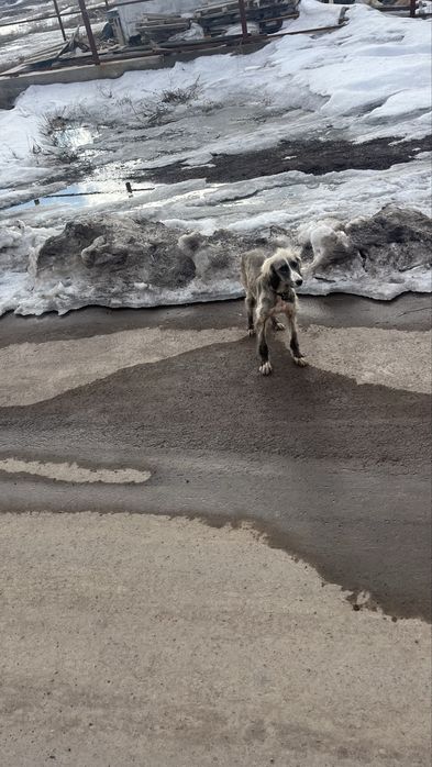 Тазы 9 айлық күшік ауызданған