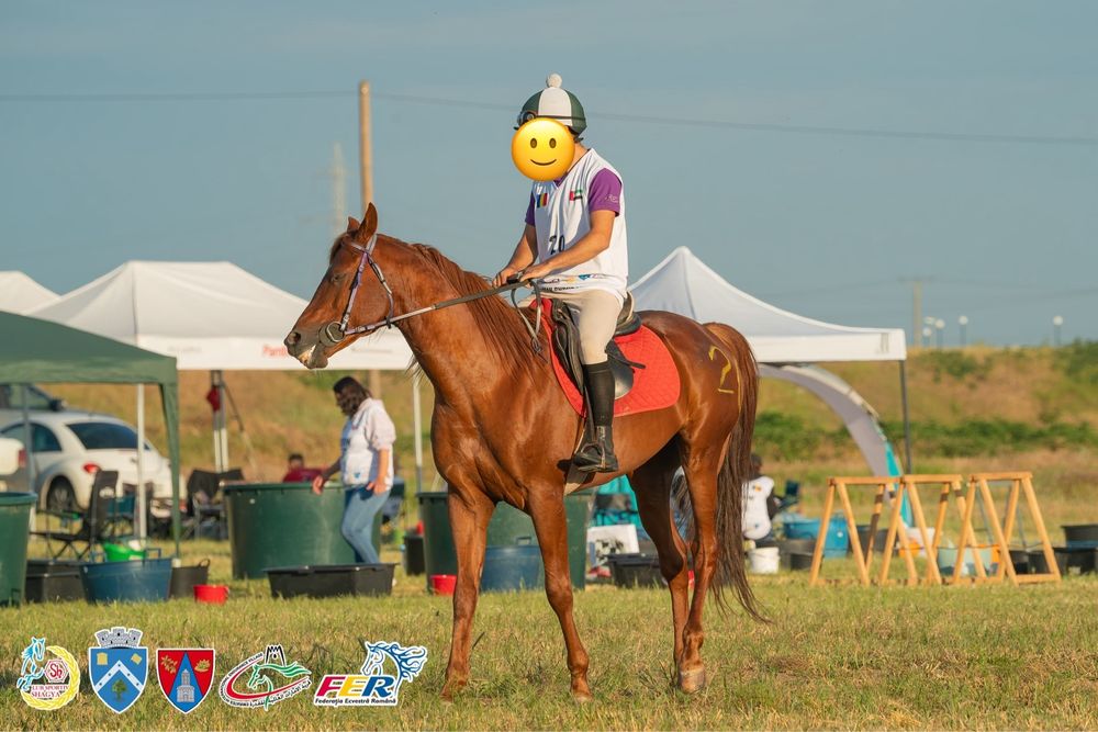 Armăsar Pur Sânge Arab pentru Andurantă Linie Mangalia Calificat CEI*