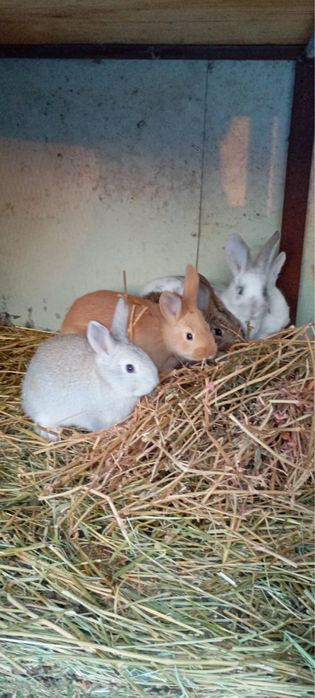 Кролики породы ФЛАНДР