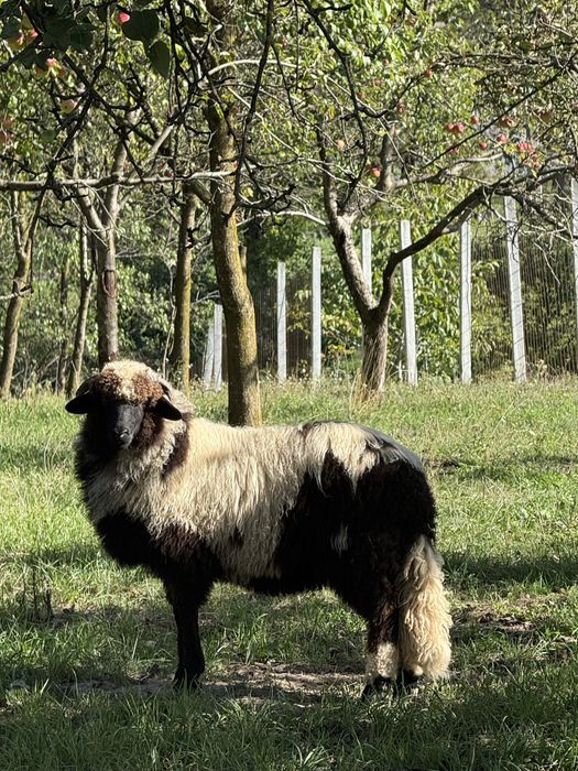Berbec si mieluțe țurcane