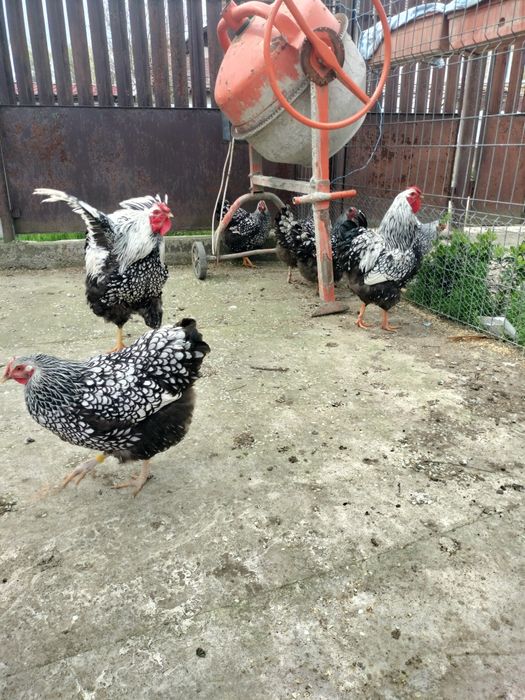 Cocoși/găini/pui wiandotte argintiu