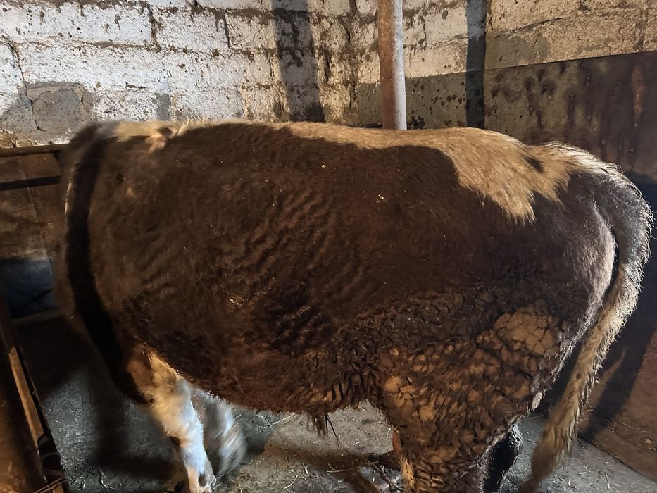 Продается племенной бык