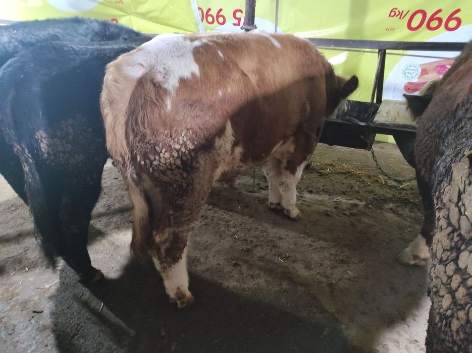 Qurbonlik ucun mol va qoylar