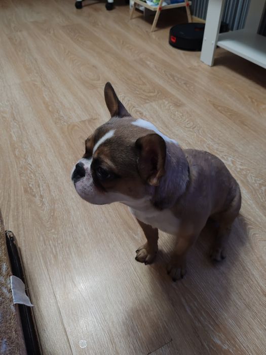 Продам фронцузкого бульдожку