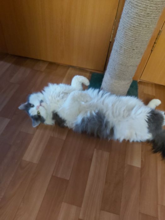 Ищу котику семью