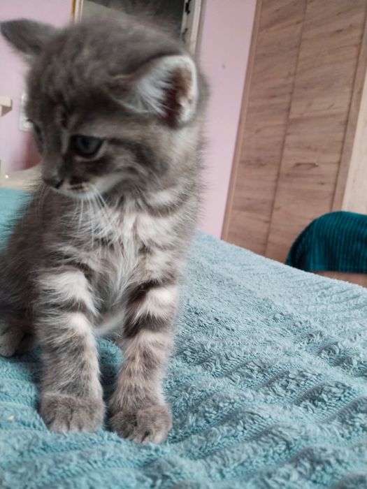 Котята котята девочка ………………..