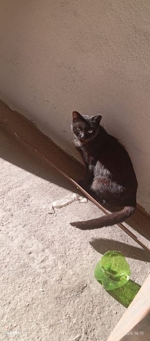 Ищем дом кошечке