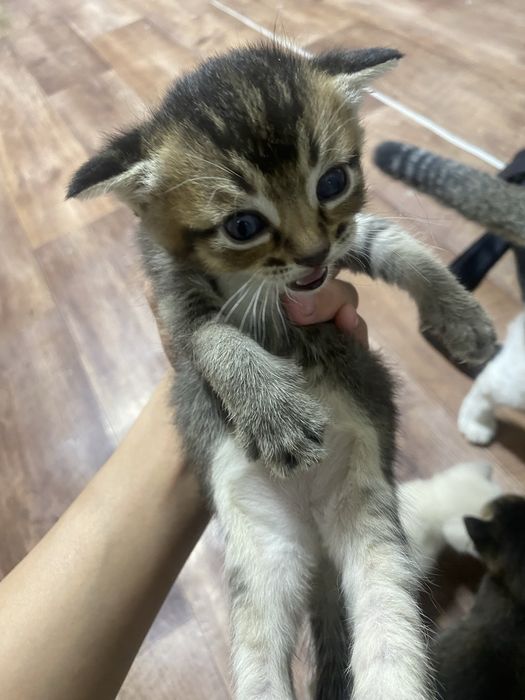 Котята веслоухие